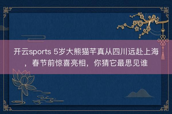 开云sports 5岁大熊猫芊真从四川远赴上海,春节前惊喜亮相,你猜它最思见谁